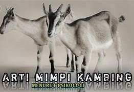 Mimpi Menggembala Kambing Togel